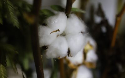 How Power Shaped the “Success Story” of Genetically Modified Cotton in Burkina Faso