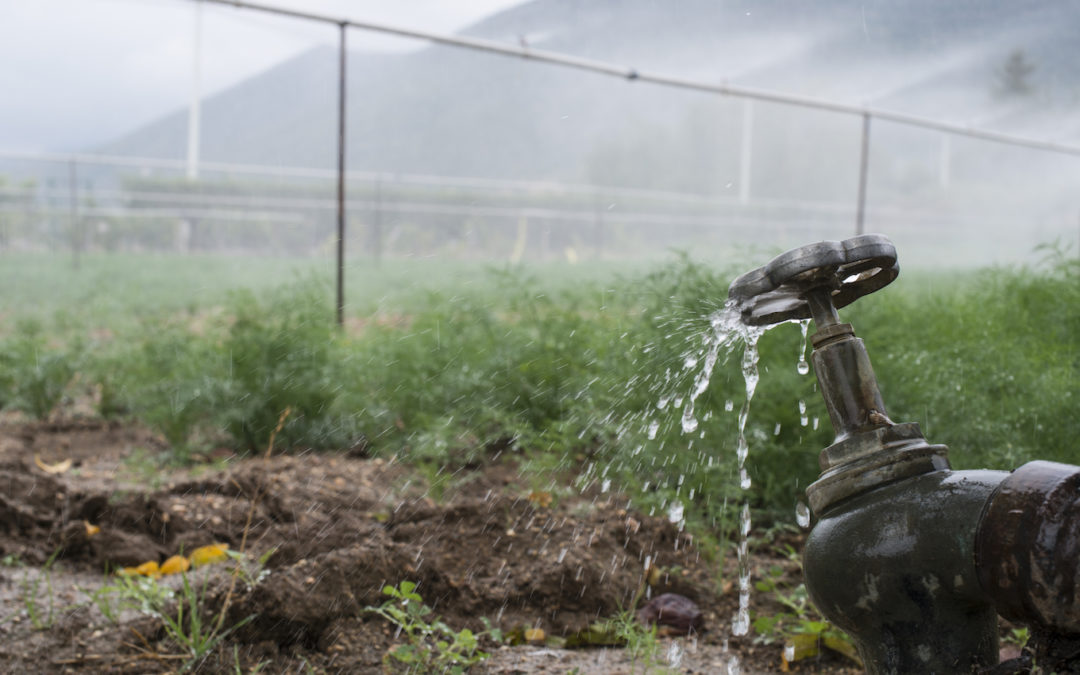 How Optimal Water Use Can Support Food Security, Reduce Waste in Africa